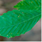 Beech wood chips